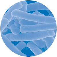 Lactobacillus Acidophilus - Bioflor7 Ingredients