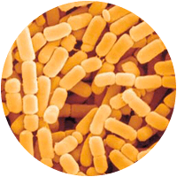 Lactobacillus Paracasei - Bioflor7