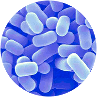 Lactobacillus Plantarum - Bioflor7